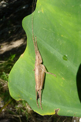 Dasyscelus normalis