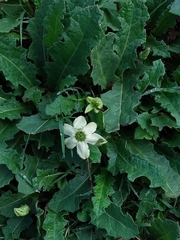 Jaborosa runcinata
