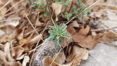 Odontarrhena muralis