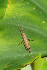 Dasyscelus normalis