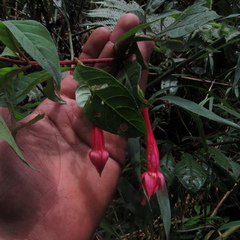 Fuchsia petiolaris