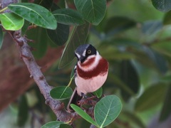 Batis molitor molitor