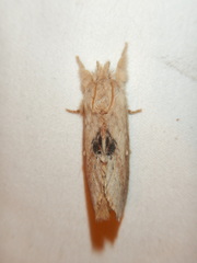 Porela cinerea