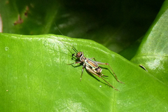 Phylloscyrtus amoenus