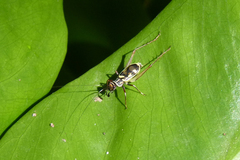 Phylloscyrtus amoenus