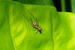 Phylloscyrtus amoenus