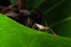 Phylloscyrtus amoenus
