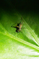 Phylloscyrtus amoenus