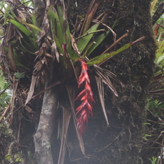Tillandsia compacta