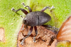 Trigonopterus