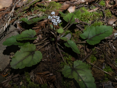 Veronica regina-nivalis