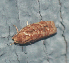 Choristoneura houstonana