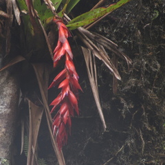 Tillandsia compacta