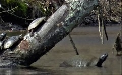 Pseudemys rubriventris