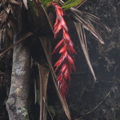 Tillandsia compacta