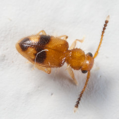 Psammoecus lancifer