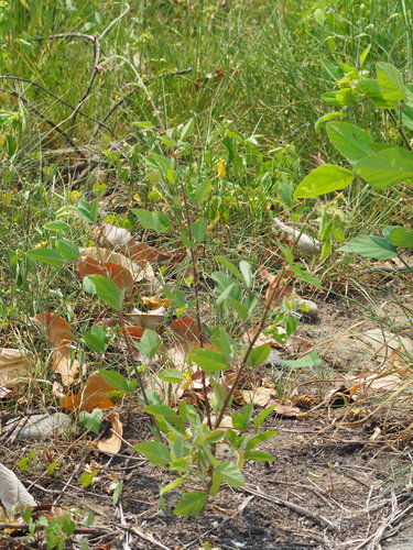 Desmodium tortuosum