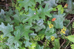 Stigmaphyllon angulosum