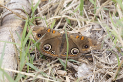 Junonia stemosa
