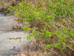 Tephrosia noctiflora
