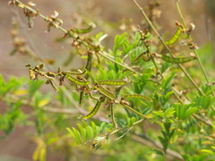 Tephrosia noctiflora