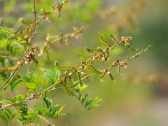 Tephrosia noctiflora