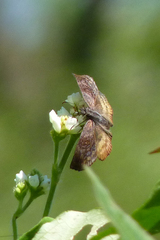 Theagenes dichrous