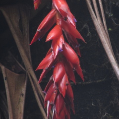 Tillandsia compacta