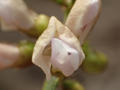 Tephrosia noctiflora