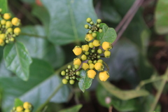 Stigmaphyllon angulosum