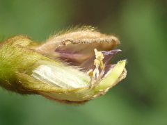 Tephrosia noctiflora
