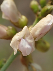 Tephrosia noctiflora