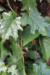 Stigmaphyllon angulosum