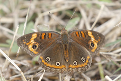 Junonia neildi varia