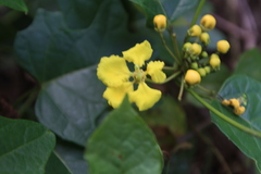 Stigmaphyllon angulosum