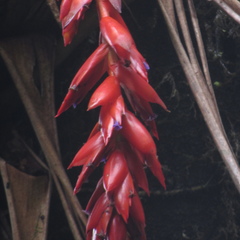 Tillandsia compacta
