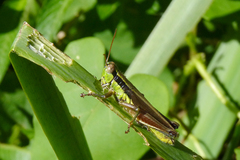 Scotussa impudica