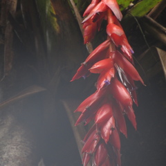 Tillandsia compacta