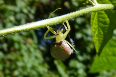 Misumenops callinurus