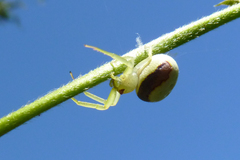 Misumenops callinurus