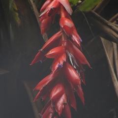 Tillandsia compacta