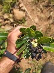 Ozoroa obovata elliptica
