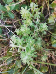 Galium maritimum