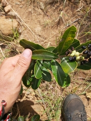 Ozoroa obovata elliptica