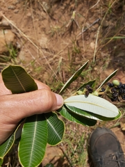 Ozoroa obovata elliptica