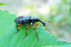Heilipodus erythropus