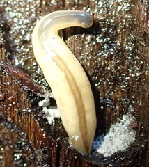 Argonemertes australiensis