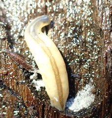 Argonemertes australiensis