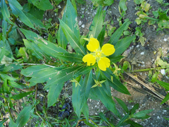 Ludwigia elegans