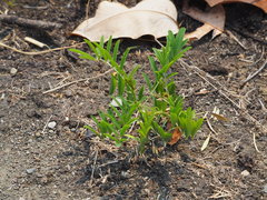 Tephrosia noctiflora